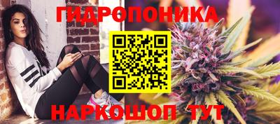 гашик Майкоп